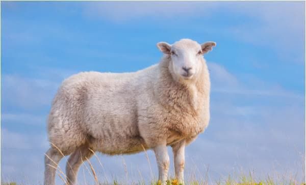 十羊九不全：揭秘67年生肖羊的毕生寿命，过了53岁后什么命？（67年属羊男54岁三大坎坷）