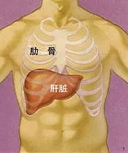肝货科普|肝脏的位置（肝在哪儿图解）