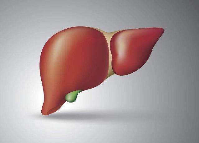 肝具体在人体哪个部位?怎么判断肝功能是否正常?（肝在人体什么位置）
