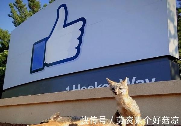 Facebook总部的新邻居　密谋接管网路世界．．．（facebook负责人）