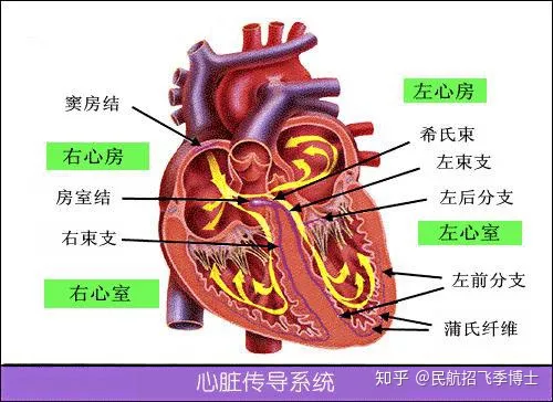 心电图所说的窦性心律到底是什么意思，是正常的吗？（心电图是窦性心律是什么意思）